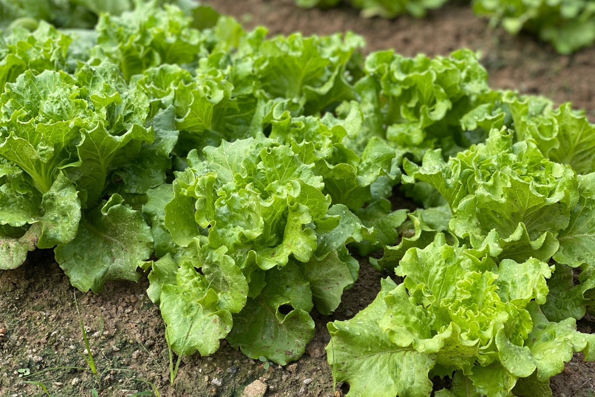 Cool Season Vegetables