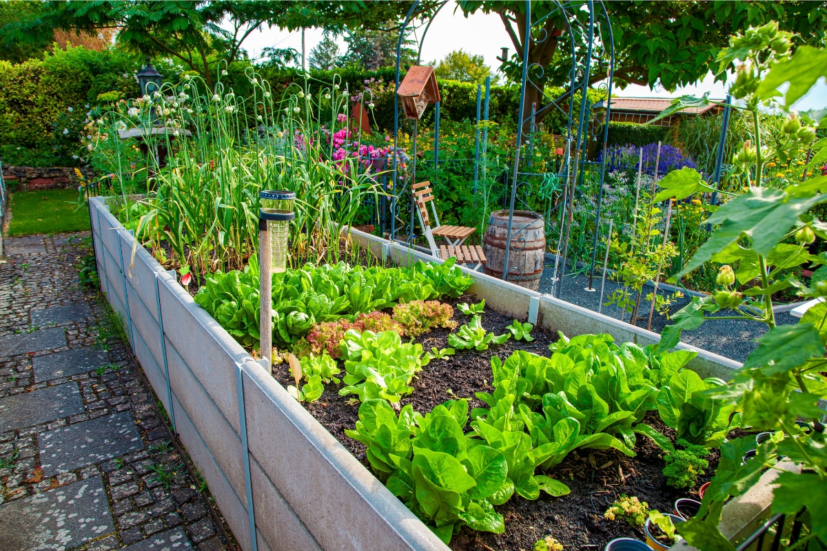 How to grow veg at home